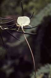 Angraecum pseudofilicornu