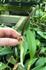 Bulbophyllum antenniferum