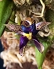 Bulbophyllum ecornutum