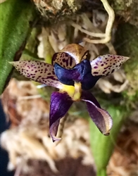 Bulbophyllum ecornutum