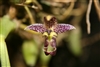 Bulbophyllum ecornutum v. semi-alba