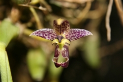 Bulbophyllum ecornutum v. semi-alba