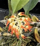 Bulbophyllum flammuliferum species