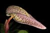 Bulbophyllum fritillariflorum species