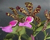 Cattleya aclandiae