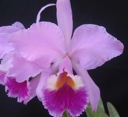 Cattleya labiata 'Tipo'