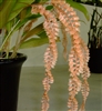 Dendrochilum bicallosum