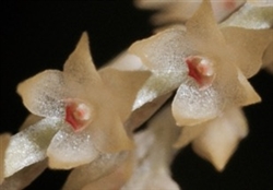 Dendrochilum curranii