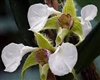 Dendrobium eximium