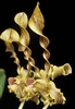 Dendrobium helix