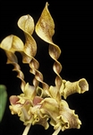 Dendrobium helix