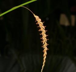 Dendrochilum luzonense