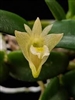 Dendrobium pachyphyllum (yellow)