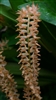 Dendrochilum propinquum