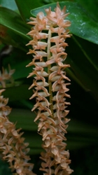 Dendrochilum propinquum