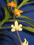 Dimorphorchis rossii