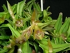 Epidendrum longirepens