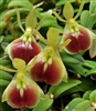 Epidendrum peperomia 'Natural World', AM/AOS