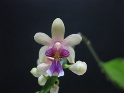 Phalaenopsis deliciosum