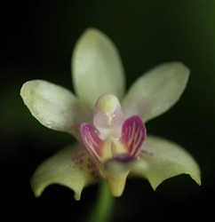 Phalaenopsis deliciosum v. hookeriana