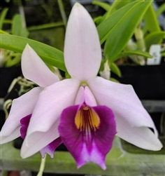 Laelia dayana x alaorii