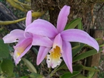 Laelia jongheana