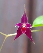 Lepanthopsis astrophora