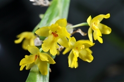 Lockhartia micrantha