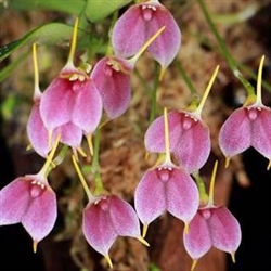 Masdevallia floribunda 'Maj' (Pink)