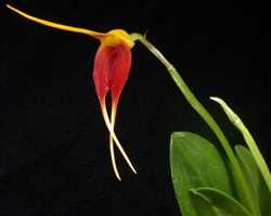 Masdevallia imposter species