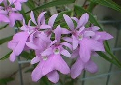 Epidendrum centropetalum