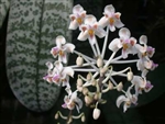 Phalaenopsis celebensis