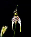 Pleurothallis alata species