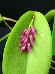 Pleurothallis prolifera