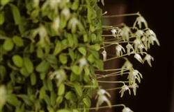 Pleurothallis sertularioides