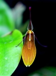 Restrepia brachypus