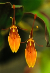 Restrepia brachypus 'Orange'