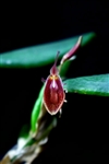 Restrepia cymbula