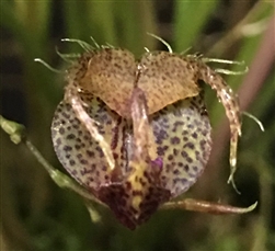 Scaphosepalum fimbriatum