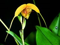 Scaphosepalum swertifolium 'Yellow Form'