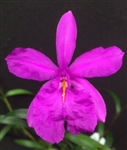 Sobralia callosa