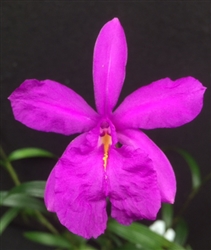 Sobralia callosa