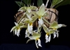 Stanhopea ruckeri