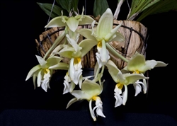 Stanhopea ruckeri