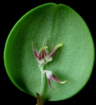 Trichosalpinx rotundata species