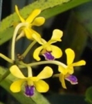 Vanda testacea