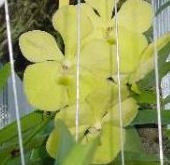 Vanda Eisenhower 'Star Fruit Tree'