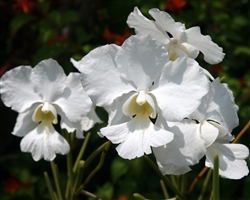 Vanda Poepoe 'Diane'