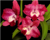 Cattleya Cosmic Delight