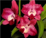 Cattleya Cosmic Delight